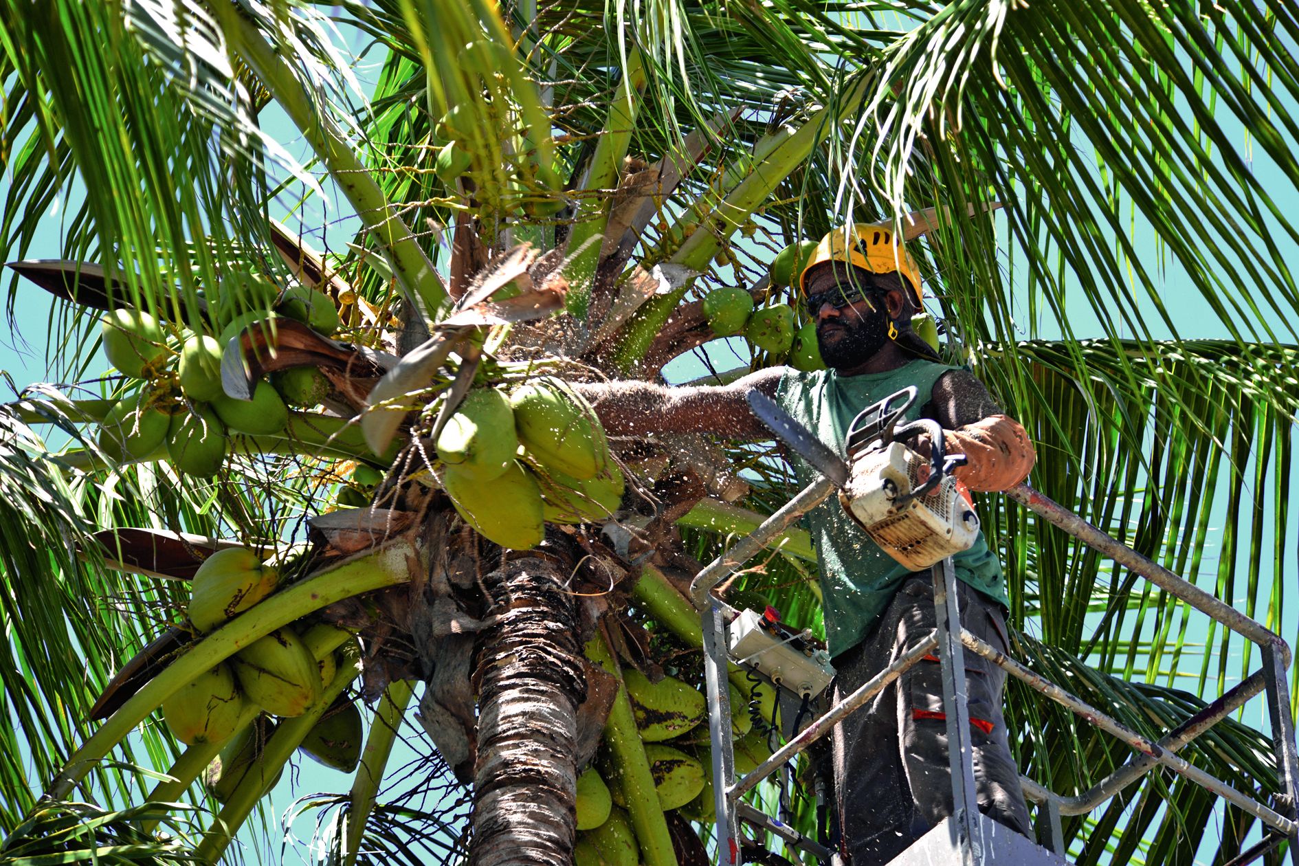 Si les cocotiers sont rarement les arbres qui tombent sur des véhicules ou des bâtiments, ils doivent être purgés avant la saison des cyclones. Photo Thierry Perron
