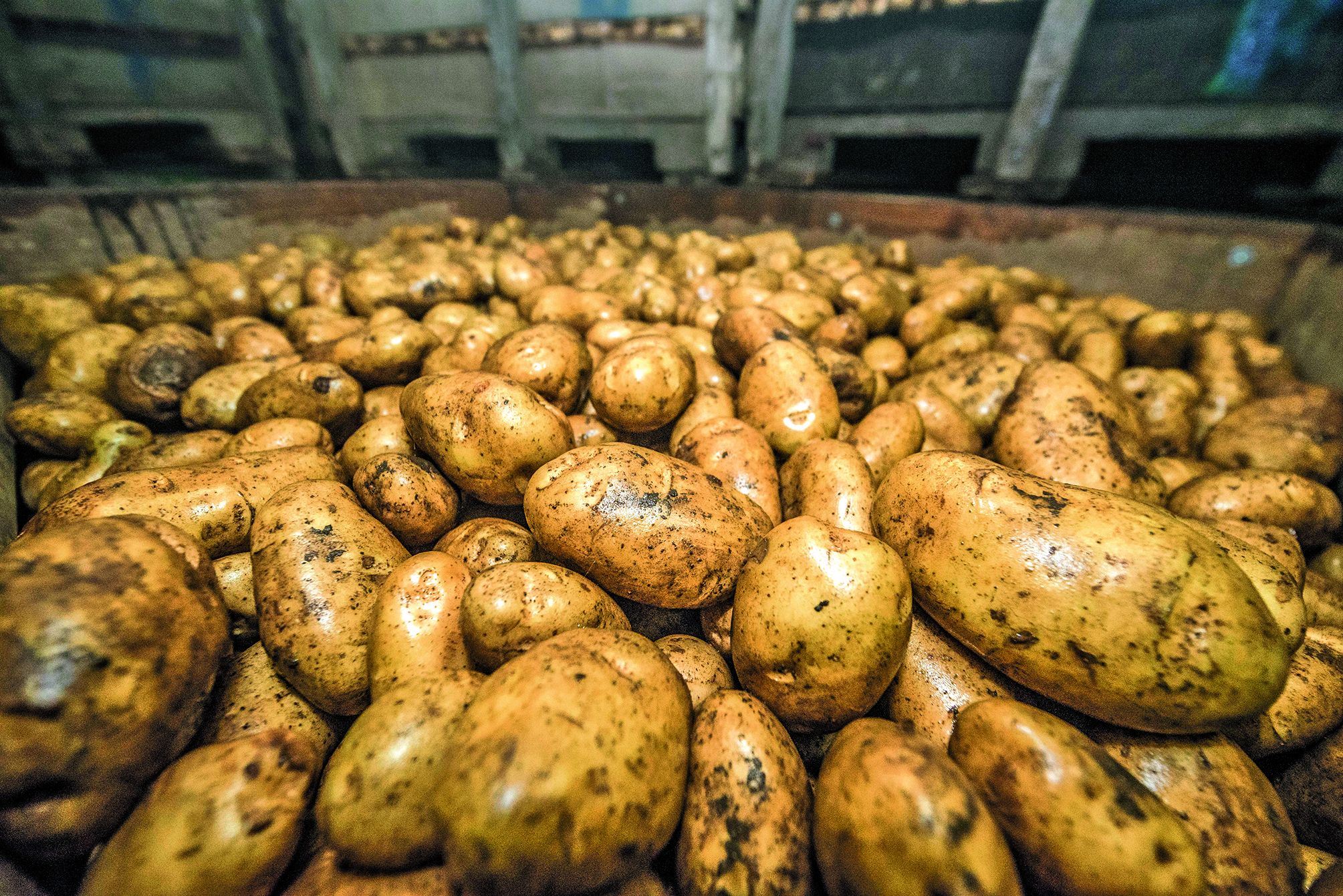 Dans les chambres froides de Ducos, les patates sont gardées à 6 °C en moyenne, et brumisées. Dans certains cas, un anti-germinatoire « bio » à l’huile de menthe, en test, est pulvérisé.