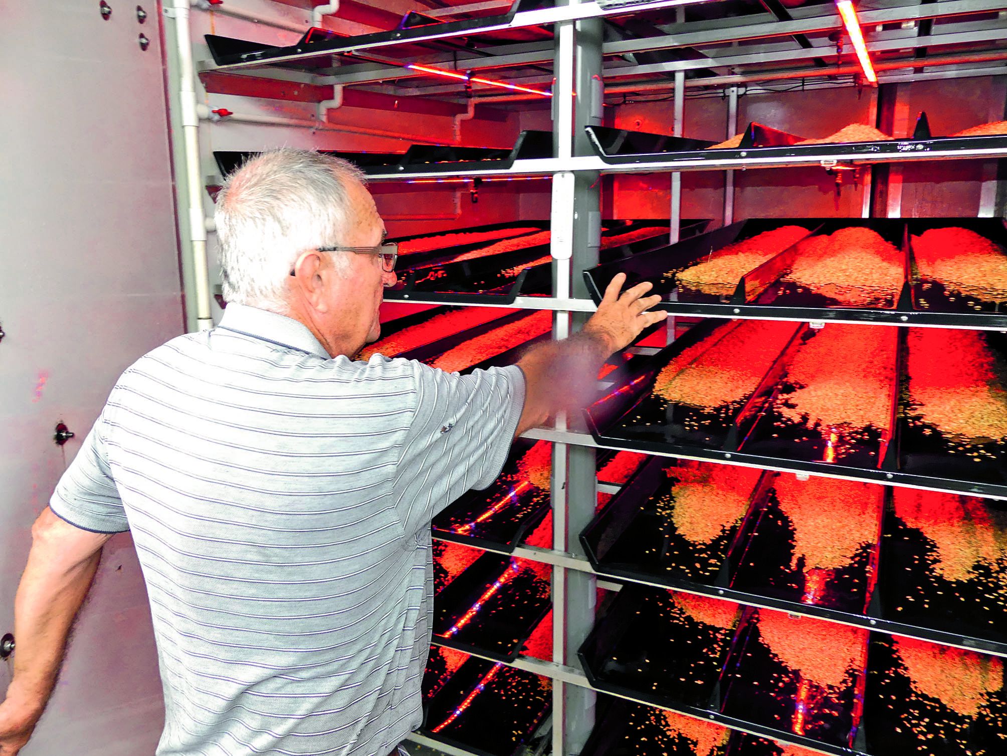 Les conteneurs sont équipés de Led, arrosent régulièrement l’orge et le gardent à une température optimale. En cinq jours, l’orge germe, gagnant en poids et en qualité nutritive.