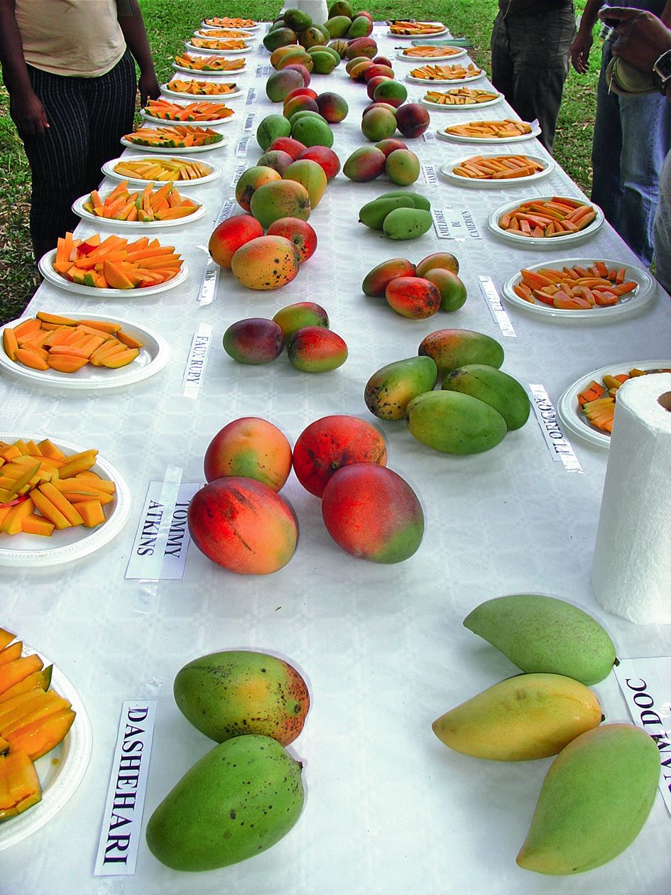 Une dégustation de mangues, à l’IAC. Les mangues, importées en Calédonie en 1859, ont été longtemps cantonnées à deux ou trois variétés. IAC