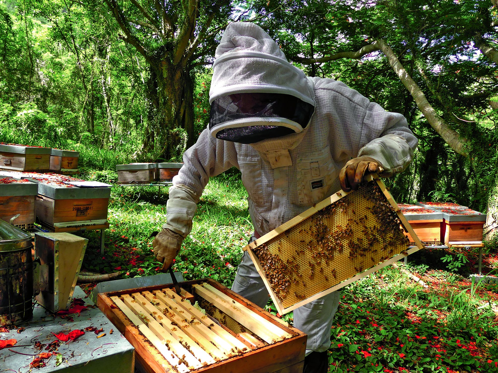 Arnaud Maillochon dans un de ses ruchers, à Nessadiou. Chaque ruche abrite 20 000 à 60 000 abeilles. Celles dans lesquelles il produit le miel fournissent en moyenne 30 kg les bonnes années.
