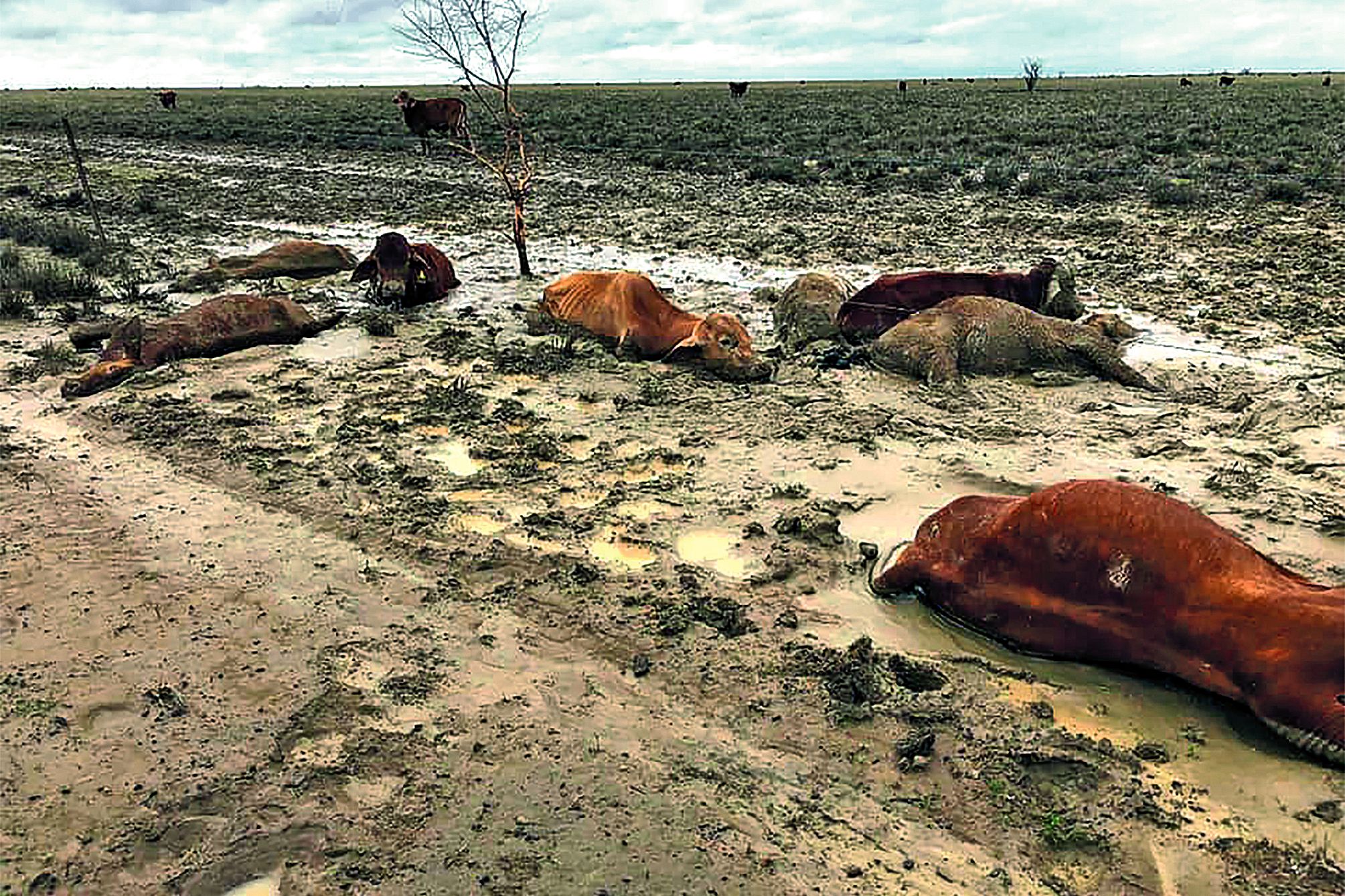 Après une sécheresse exceptionnelle, les inondations record ont provoqué la mort du bétail de très nombreux élevages.       AFP