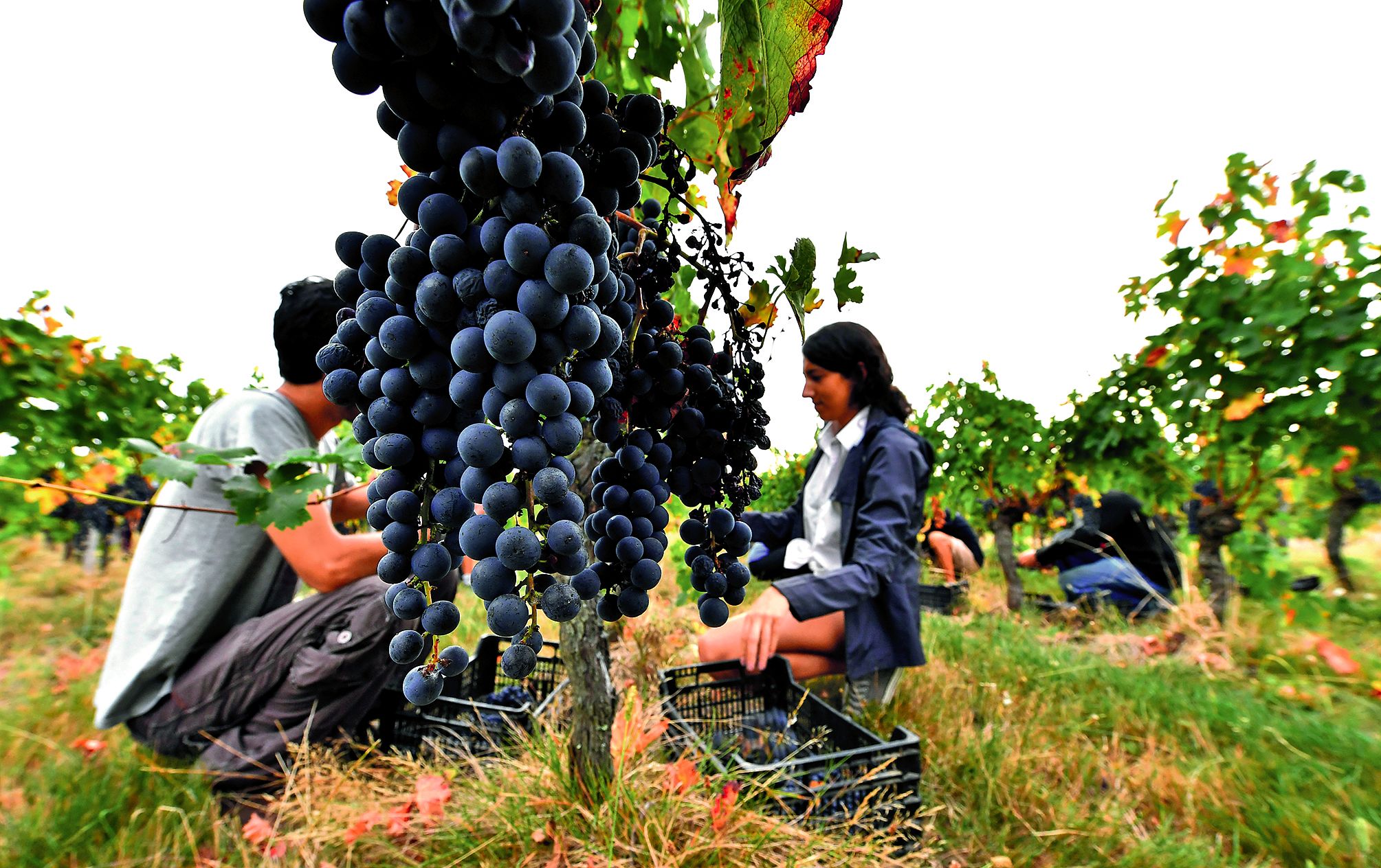 Pendant 40 ans, la vigne française, à l’exception de la bio, s’est gavée de produits chimiques, admettent les responsables viticoles français. Photo Georges Gobet/AFP