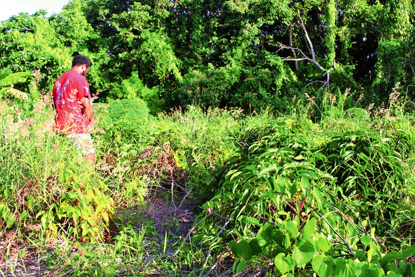 Entre juillet et novembre, les différentes variétés d’ignames sont plantées dans le champ, selon leur résistance. En bordure : le waleï (igname sucrée), au centre les ignames plus fragiles.