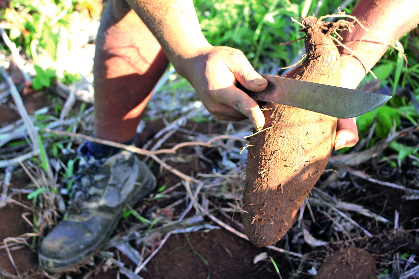 Pour présenter  une belle igname  à la chefferie,  il faut la préparer  et la nettoyer.