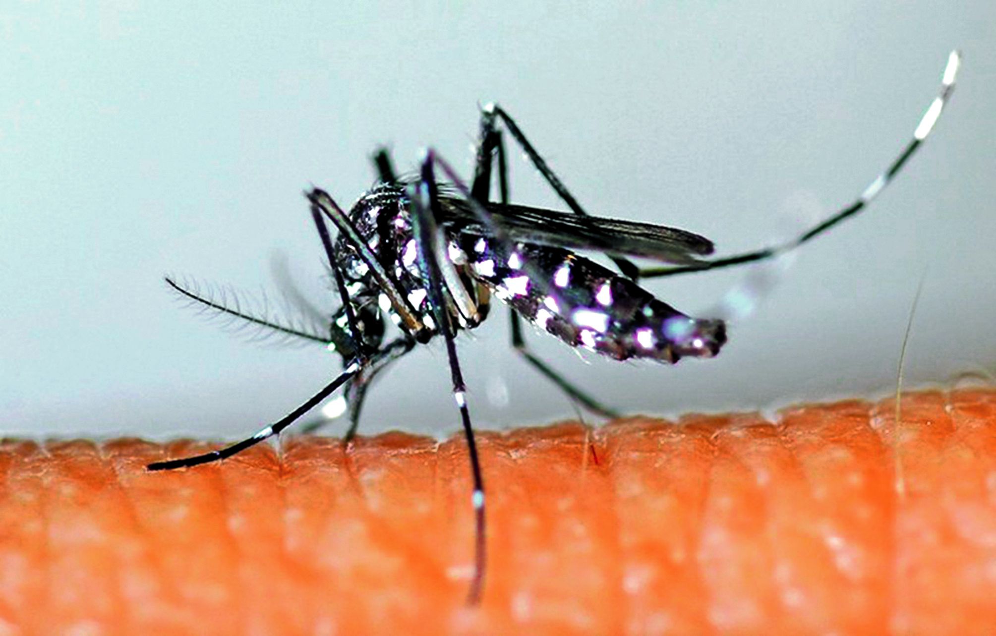 La dengue de type 2 n’a pas circulé depuis l’an 2000 en Polynésie. Une grande partie de la population n’est donc pas immunisée, ce qui fait craindre une épidémie de grande ampleur.Photo DR