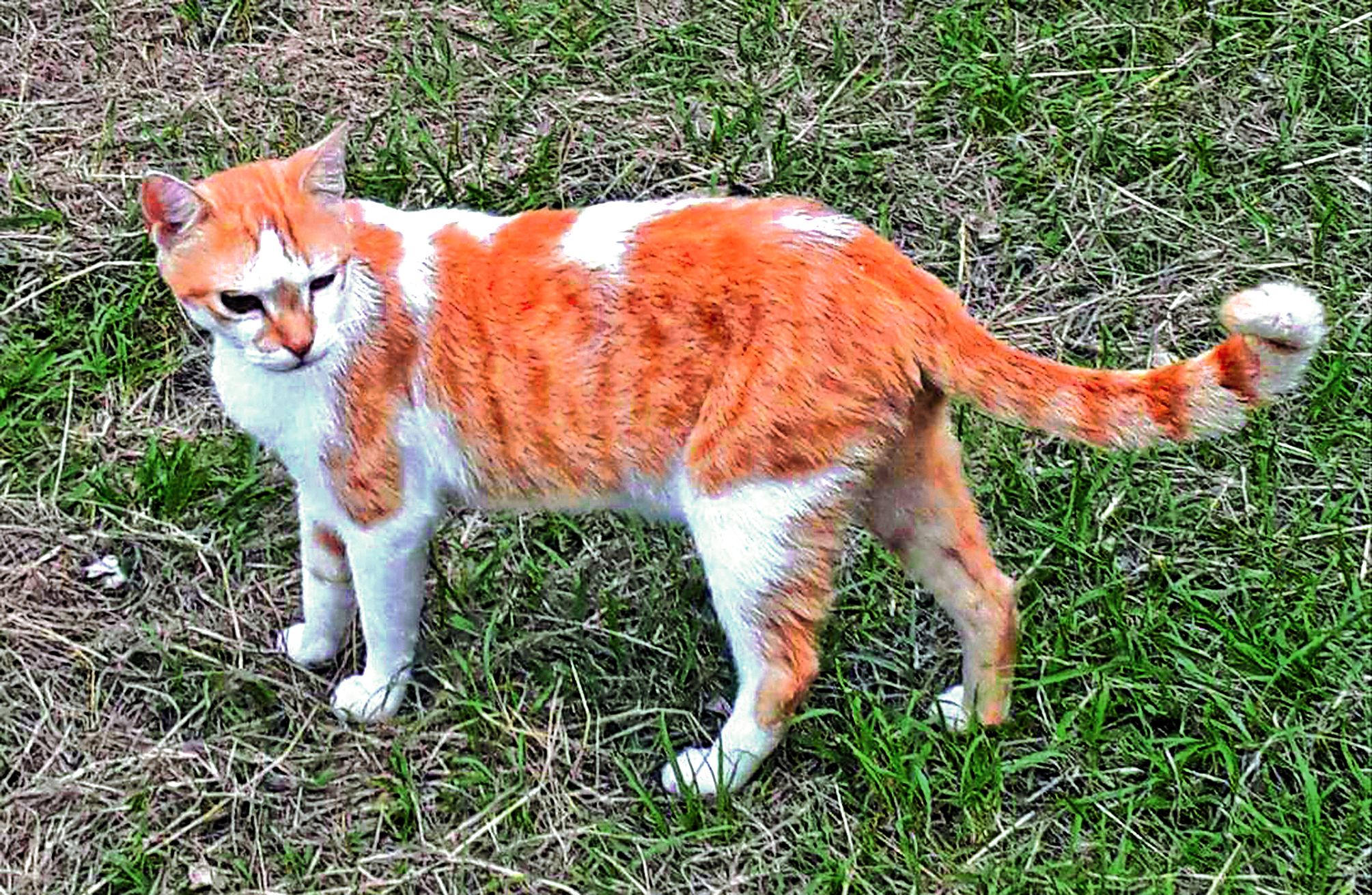Matou aux allures de Garfield, Lemon n’attend qu’une chose : trouver une nouvelle famille. Il saura se montrer très attentionné.
