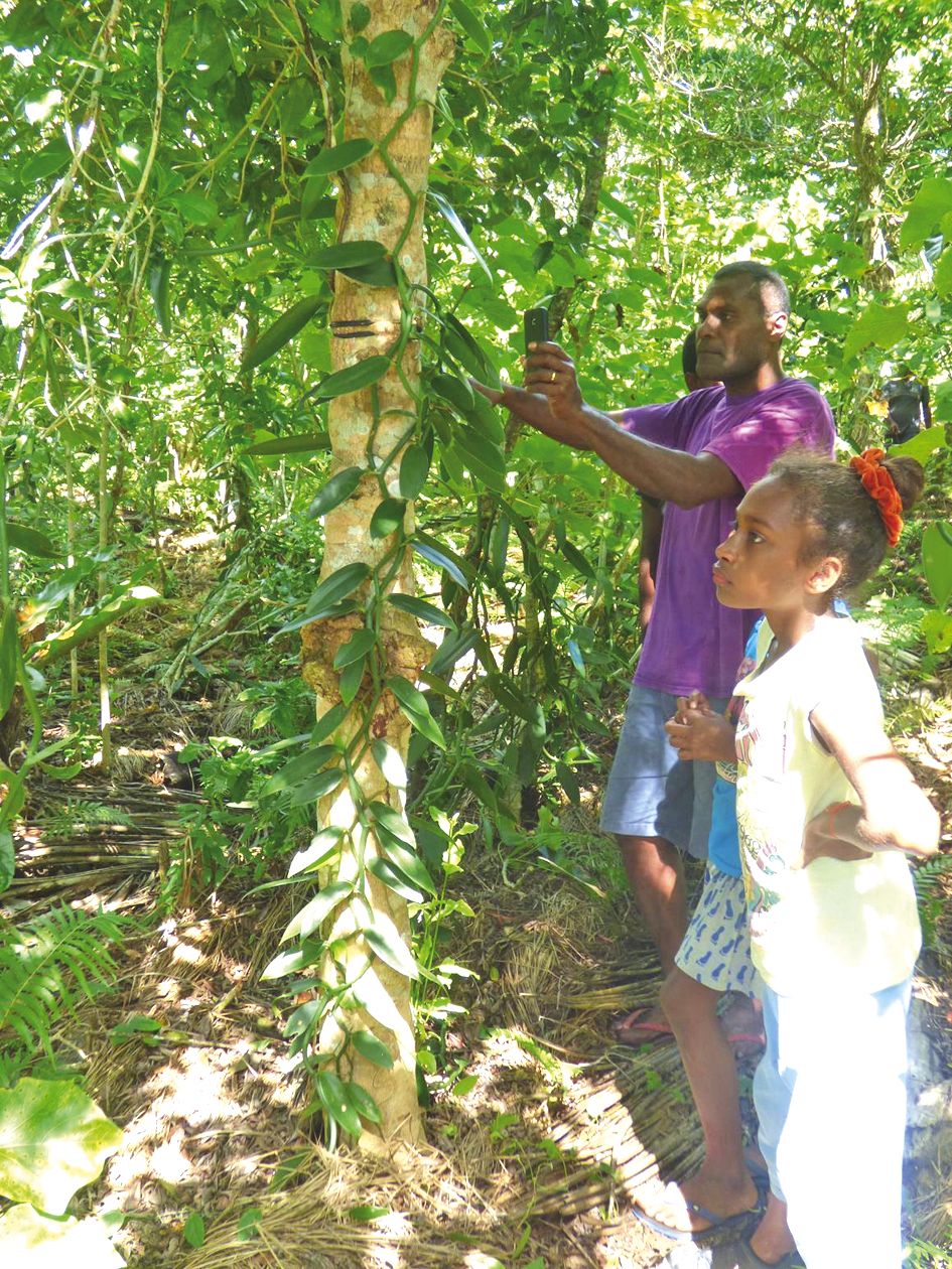 La difficulté et la durée du traitement font de la vanille une des plantes aromatiques les plus chères au monde.