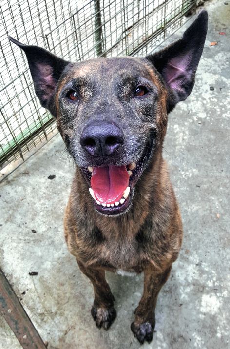 Blacky a été abandonné au refuge car son maître quittait le territoire. Très câlin,  il ne demande qu’à rejoindre une famille aimante.