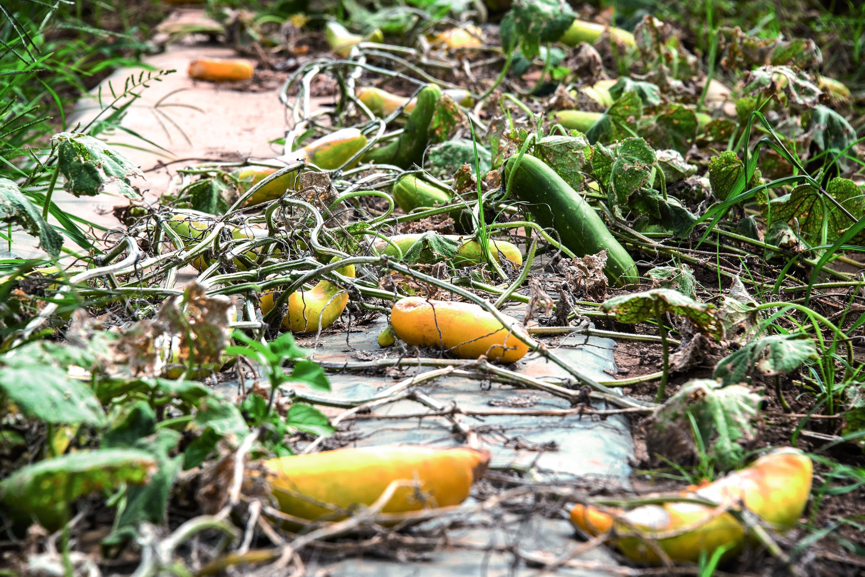 La Cama travaille avec la Davar et l’Agence rurale pour indemniser les calamités agricoles.Photo Julien Cinier