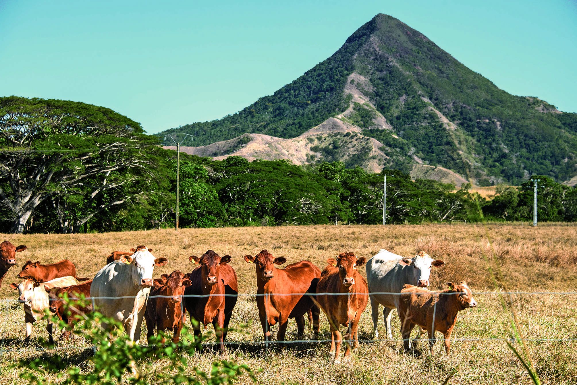 L’élevage bovin représente 24 % des exploitations. C’est la deuxième activité principale déclarée après les cultures pérennes (28 %).Photo Archives LNC