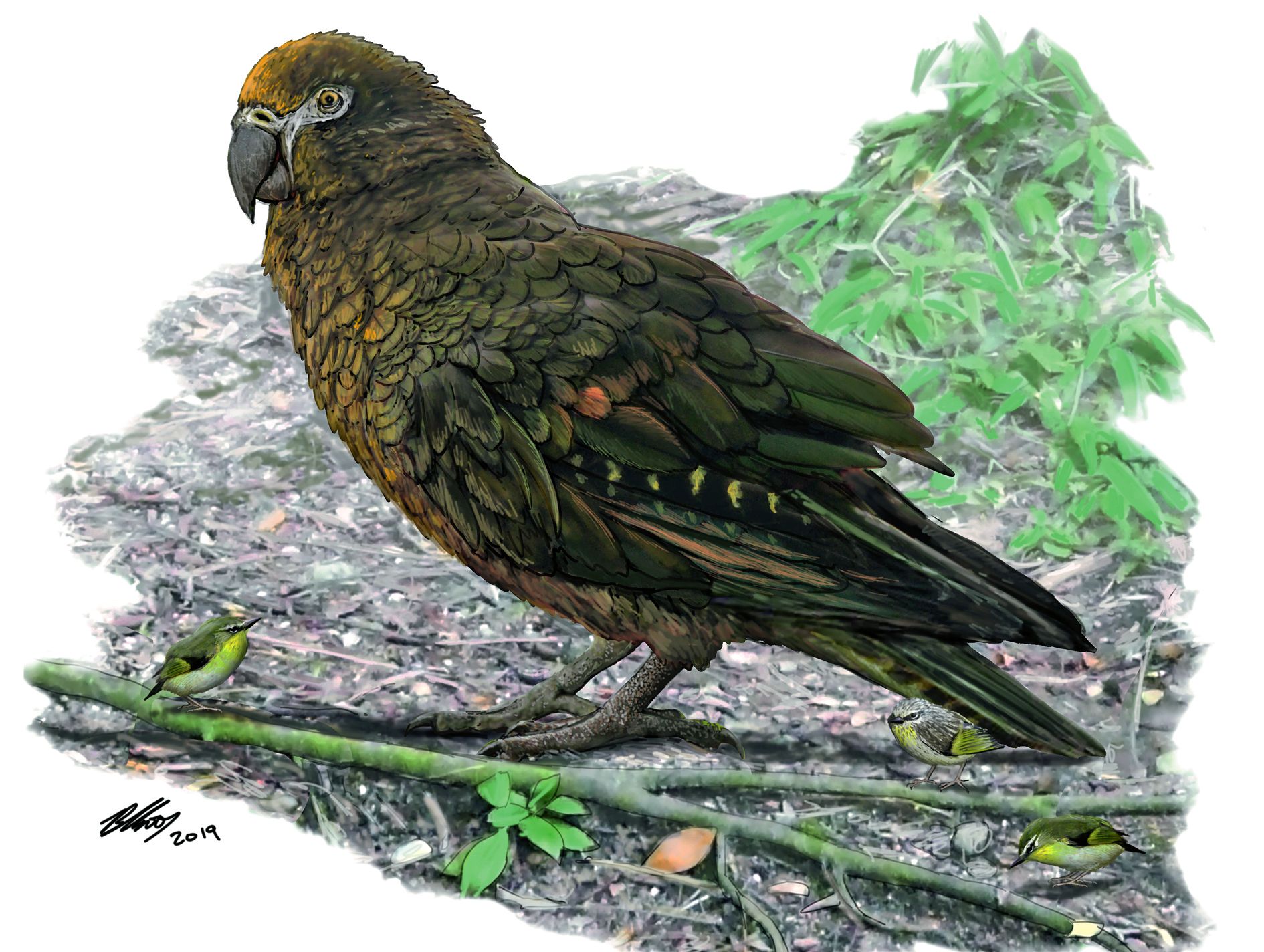 L’oiseau faisait à peu près deux fois la taille du kakapo. Dessin B.Choo 