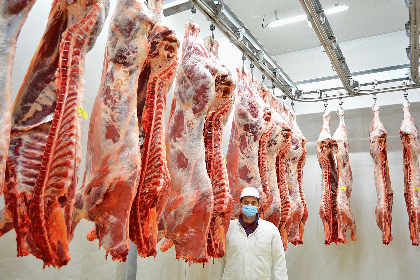Après les grosses bêtes, le jury a passé au crible les onze carcasses de veau présentées, ici, par Mathieu Ottogali.
