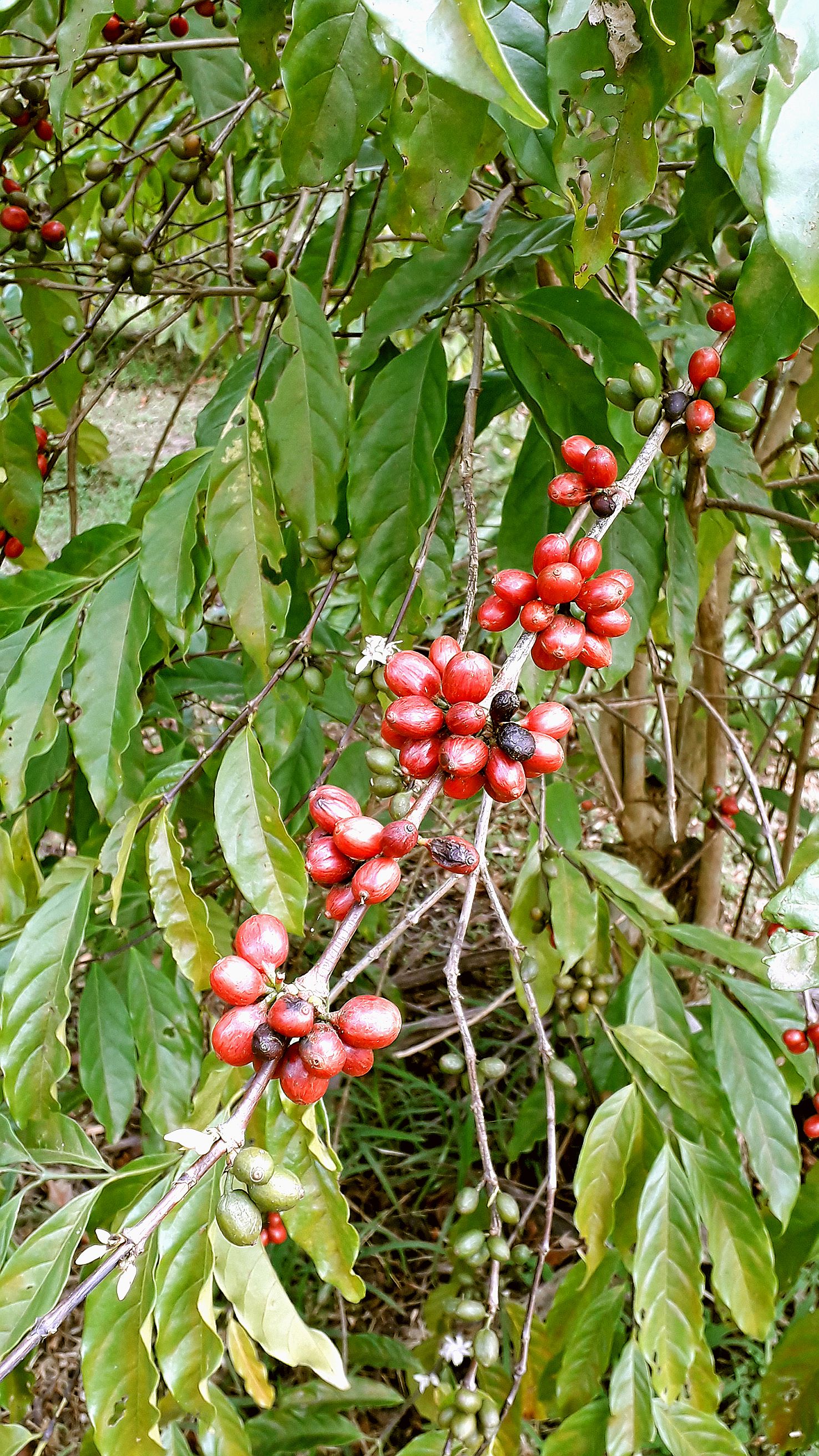 Dimanche, après une ouverture officielle par Joseph Chelehy, président du Syndicat d’initiative de Sarraméa, les excursions ont pu commencer par la visite guidée de la caférie Ida-Marc, à Farino. Les visiteurs ont pu voir les caféiers en fleur ou chargés 