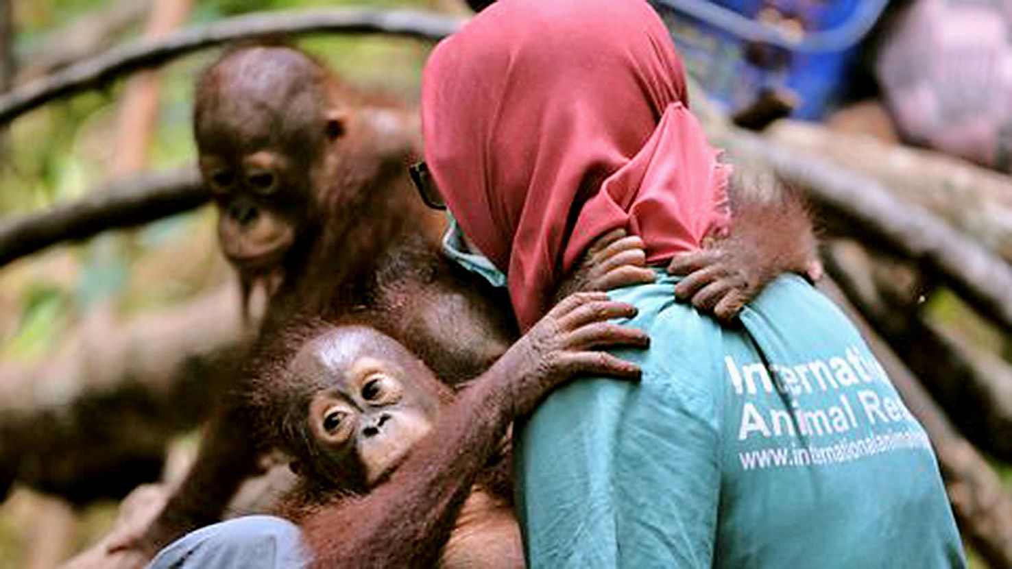 L’orang-outan de Bornéo fait partie des espèces menacées d’extinction. 