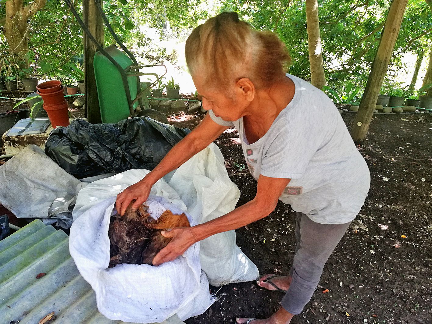 Hélène ajoute un mélange de compost et de cocos pourris au pied de ses fleurs, pour les nourrir et les protéger du soleil.