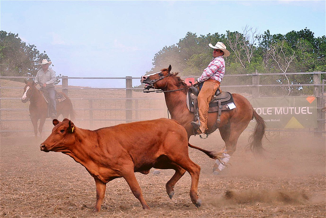 Les épreuves d’équitation western ont débuté hier après-midi avec le cutting. Un cavalier, assisté de deux autres, doit sélectionner un veau dans un troupeau, l’isoler et le travailler dans une zone déterminée.