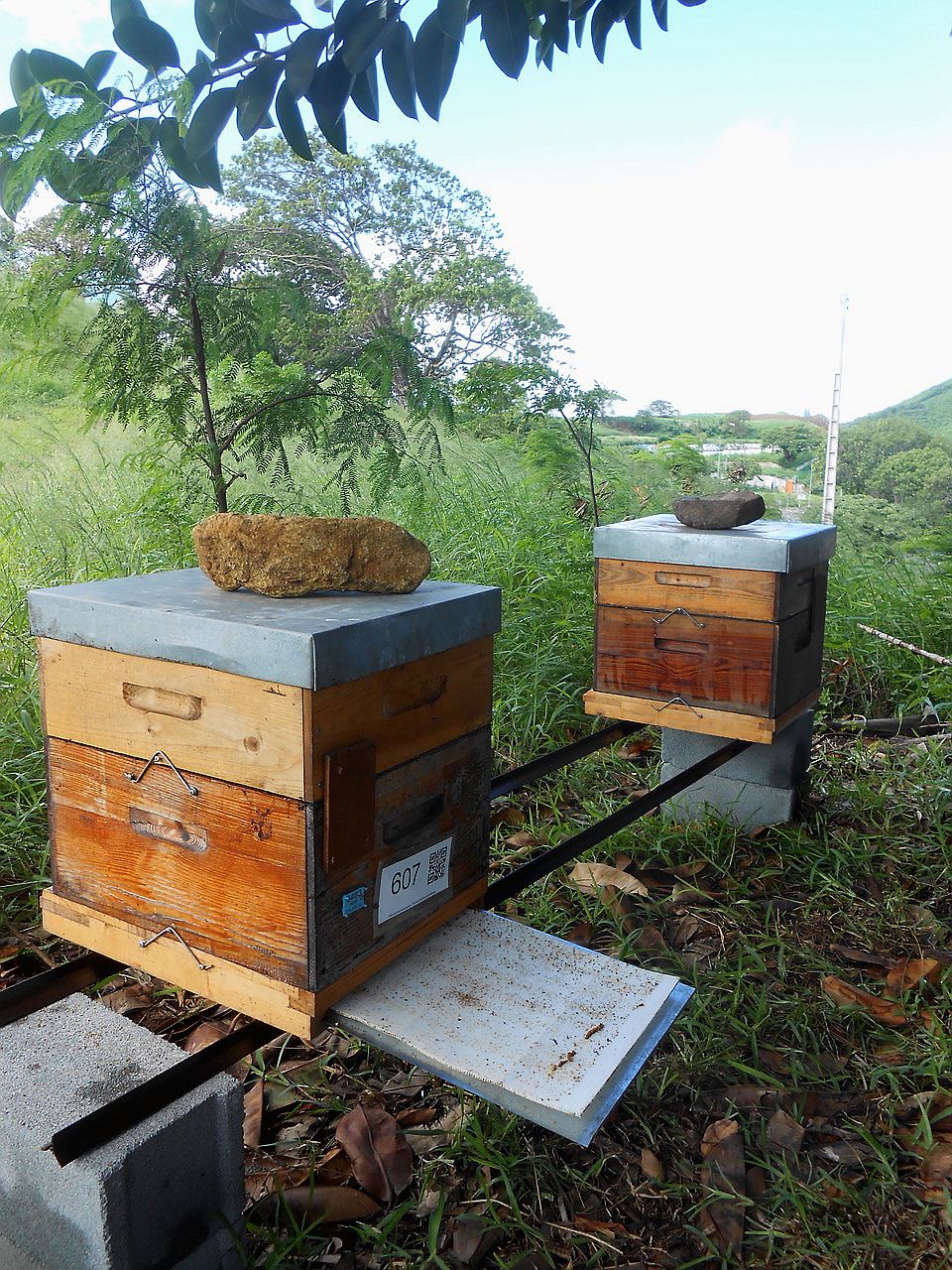Le rucher sentinelle située à la SLN.