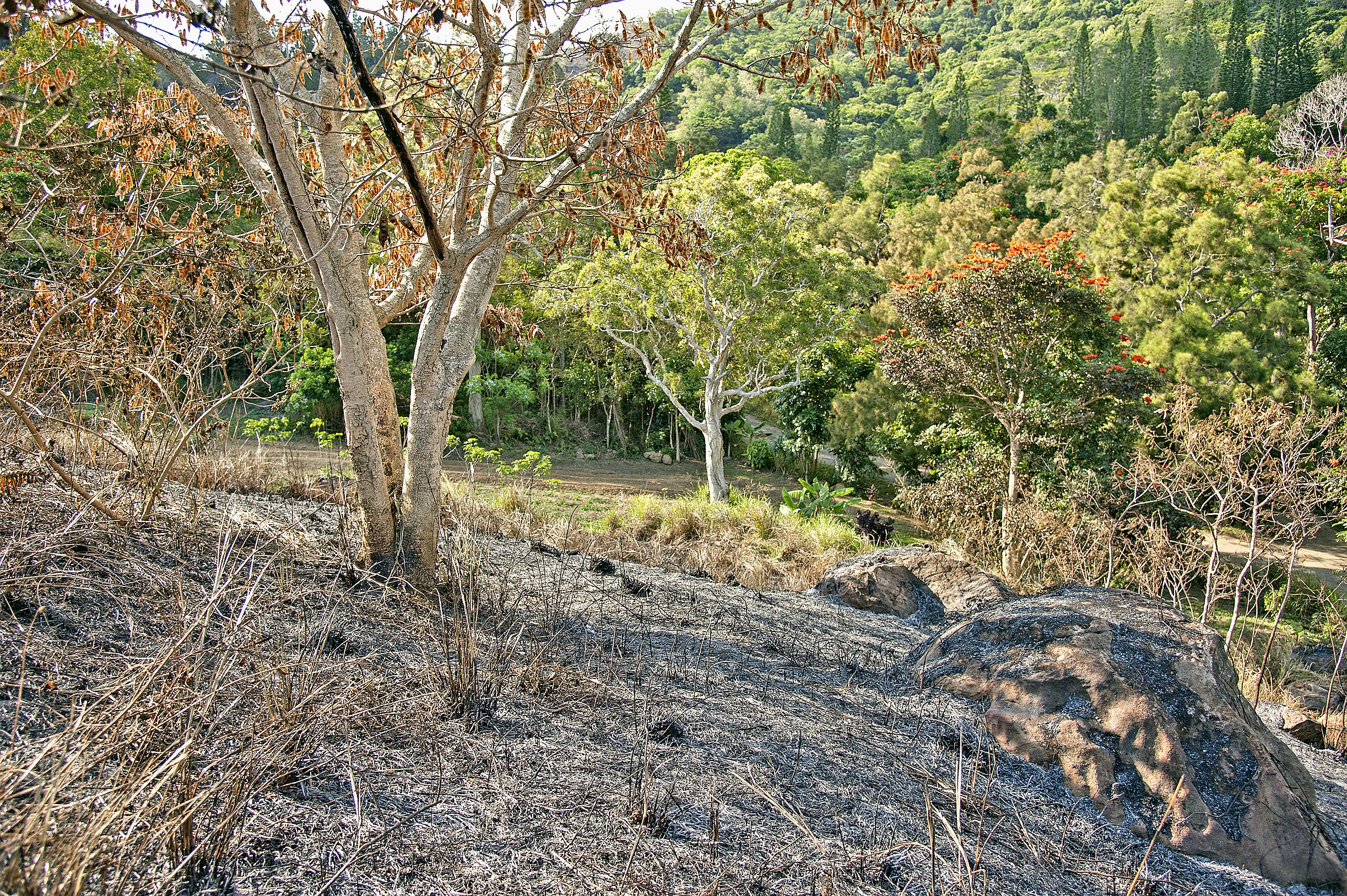 Les flammes alimentées par un vent puissant, ont heureusement été poussées vers la zone déjà brûlée.Photo Cyril Terrien