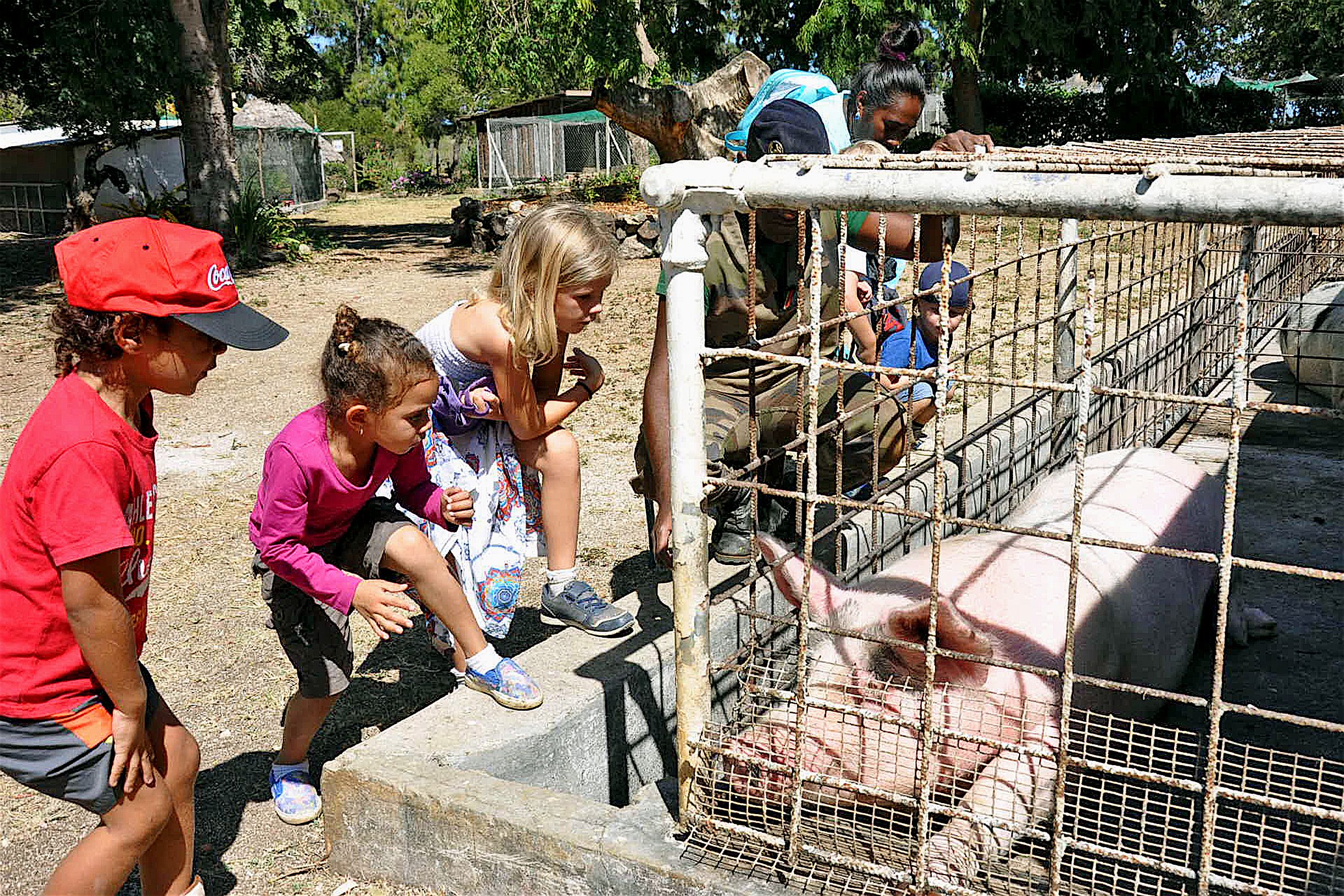 Les enfants, répartis en deux groupes, petits et grands, ont fait des visites des installations de la ferme du RSMA-NC. Les plus jeunes, assez impressionnés par la taille des animaux, ont fait la connaissance des pensionnaires de la porcherie.