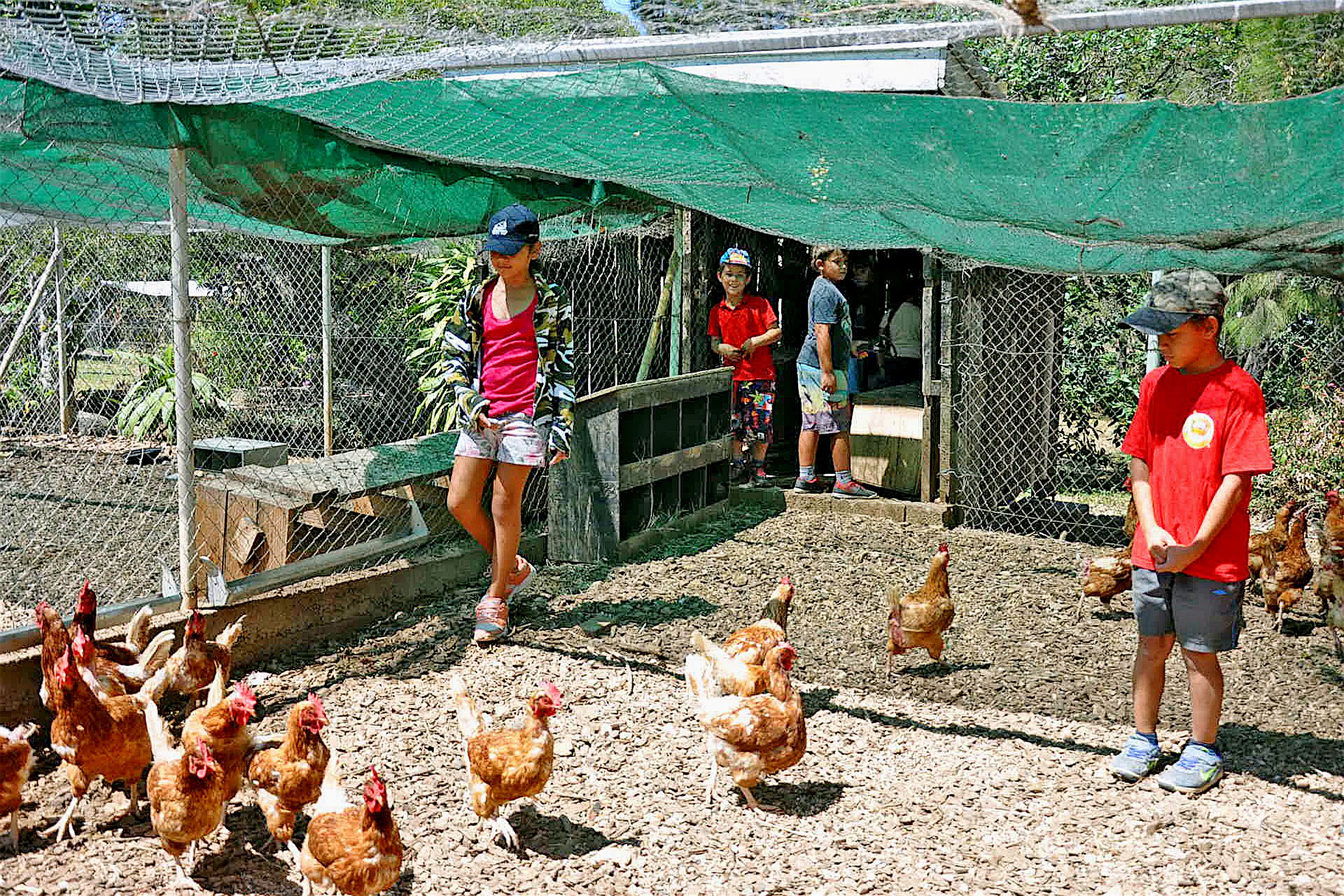 Alors que les plus petits n’ont pas été avares de questions envers le volontaire technicien qui leur faisait découvrir les canards, canes, canetons et pigeons, les plus grands (sur la photo) sont allés à la rencontre des poules et des coqs dans le poulail