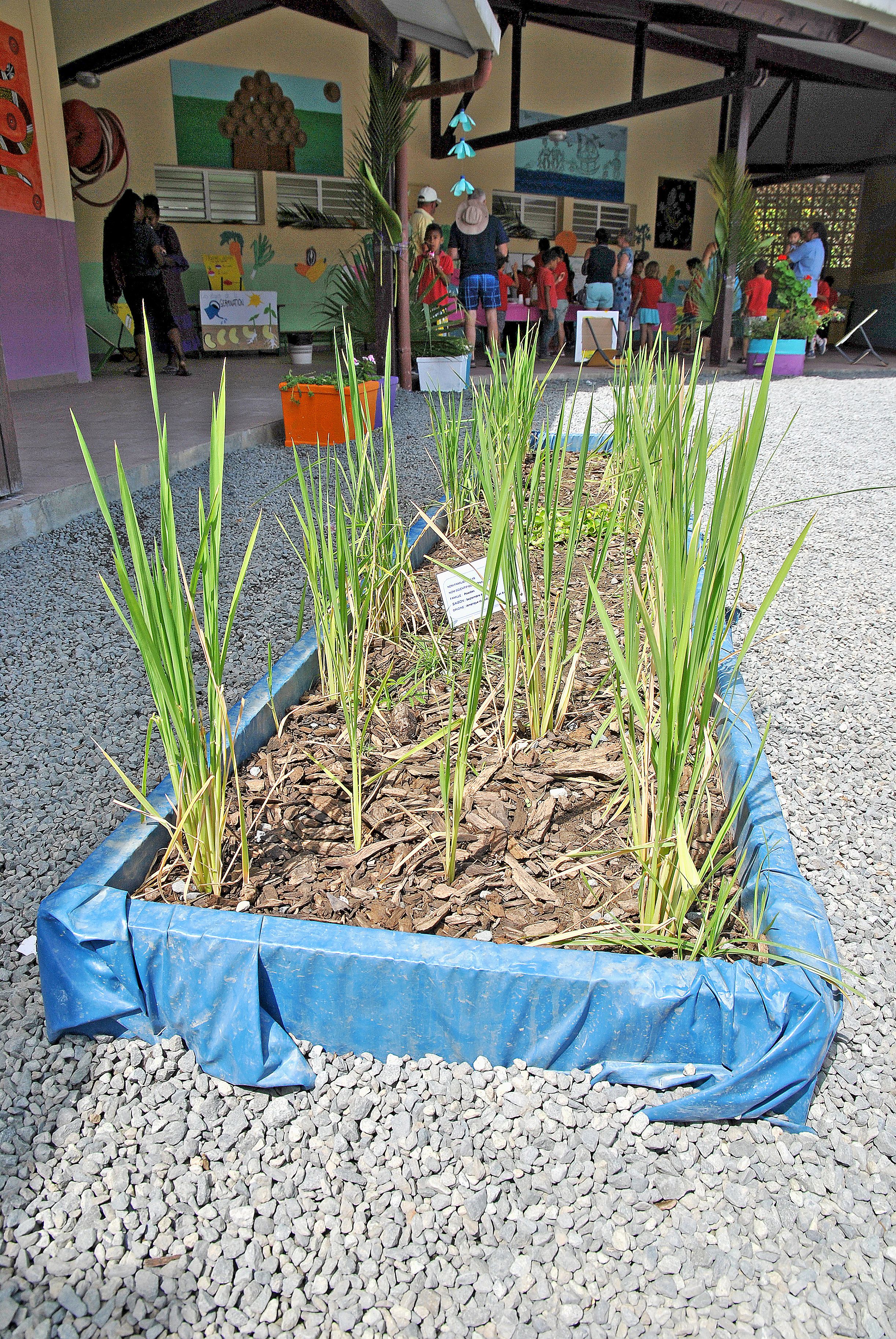 Les écoliers de Saint-Michel sont revenus de leur visite à La Rizière, il y a deux mois, avec des semences de riz. Du oryza sativa, qui est cultivé du mois de septembre à avril.