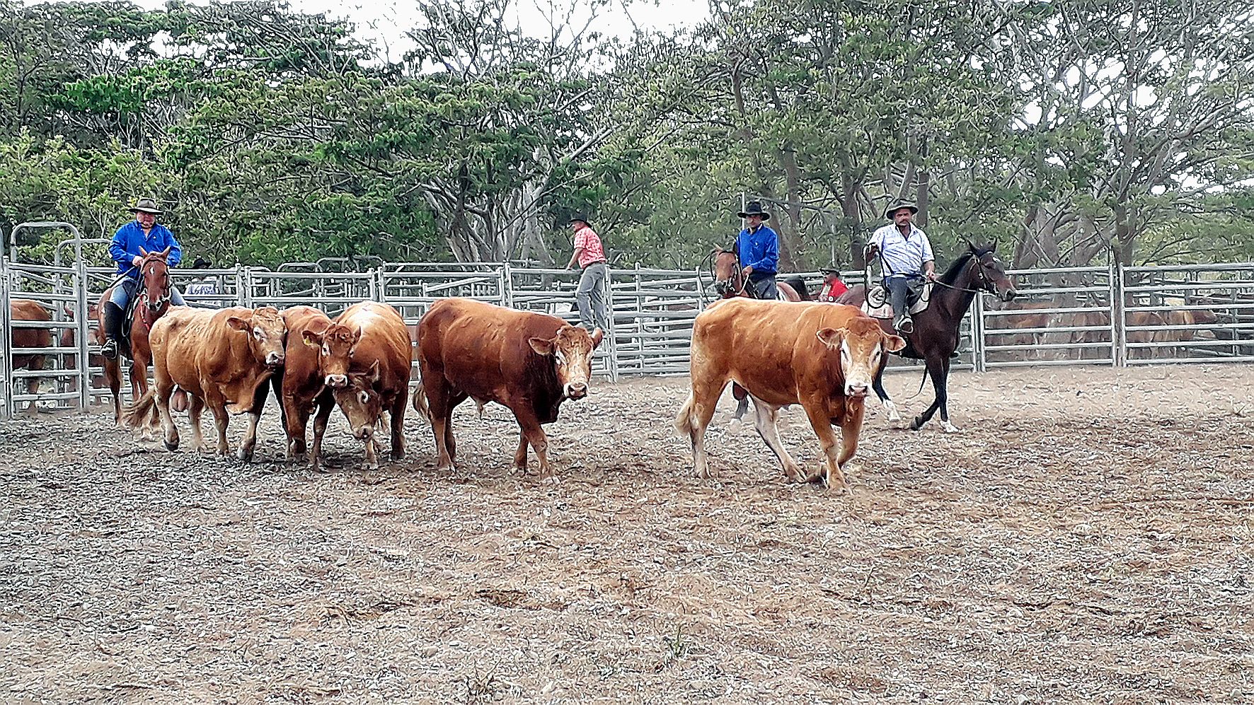 Le public a pu assister à une démonstration de cutting, une forme de tri du bétail.