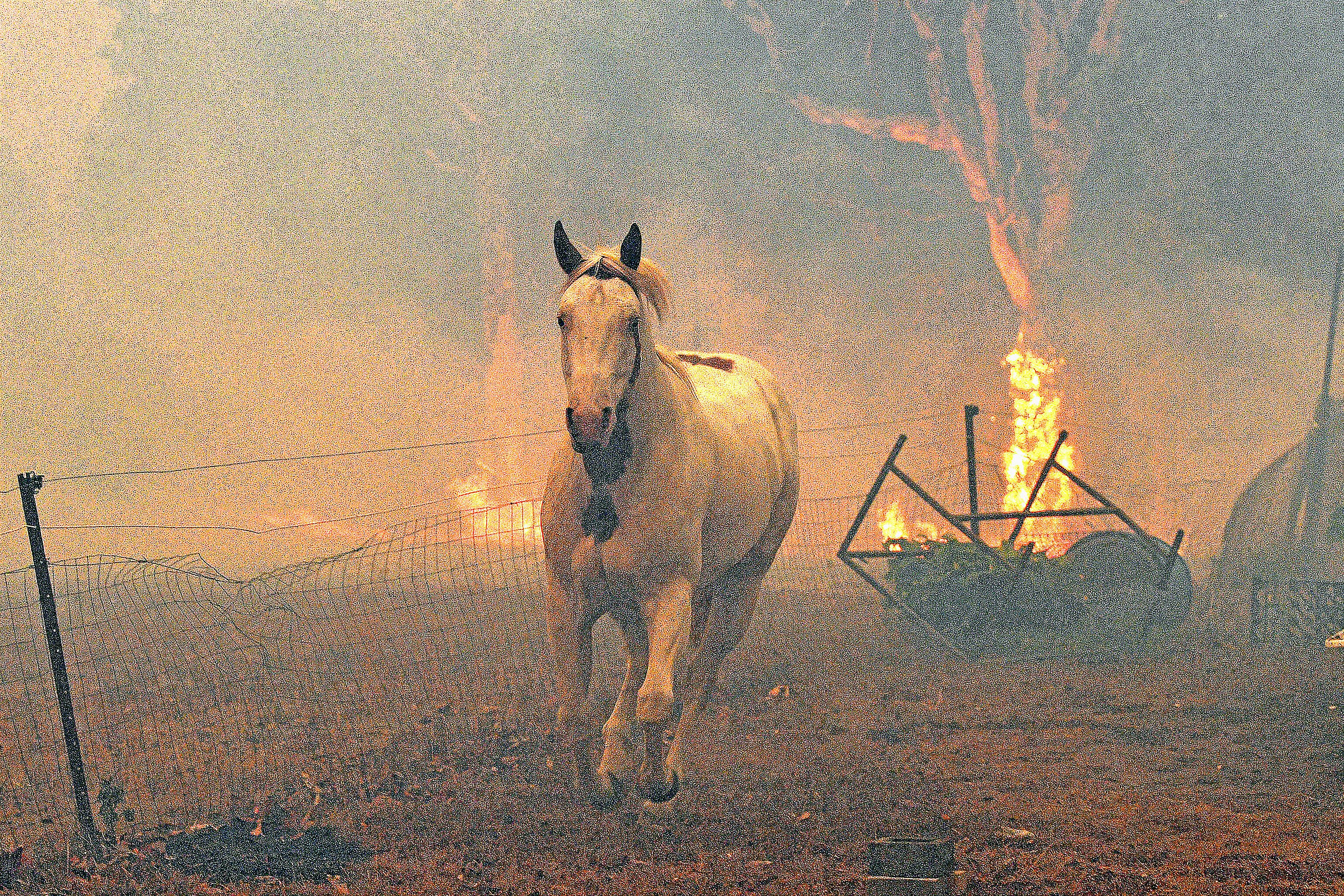 Les animaux aussi fuient, comme ce cheval près de Nowra en Nouvelle-Galles du Sud.Photo AFP