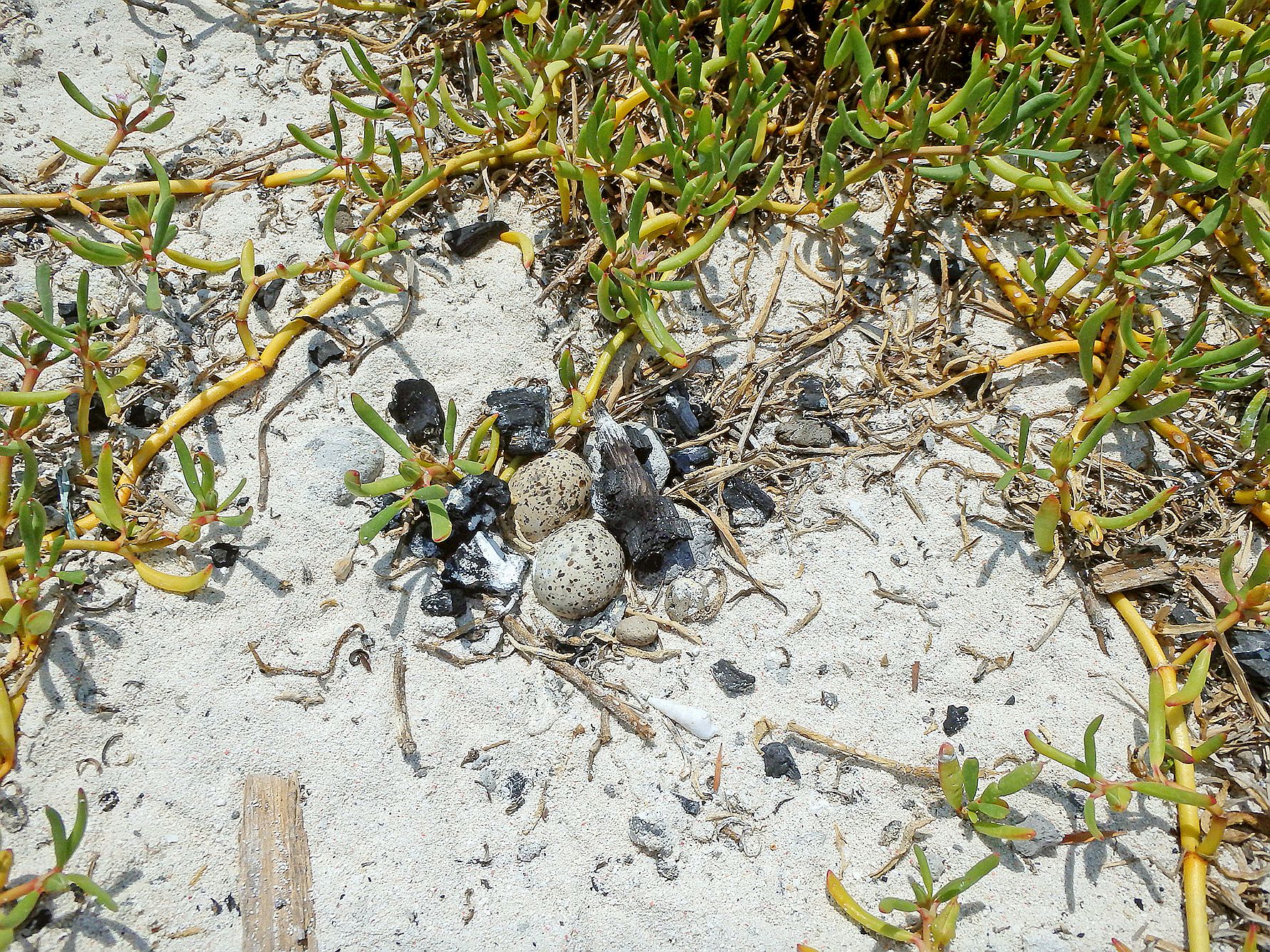 Le reste des cendres d’un feu a même été retouvé à côté d’œufs. 
