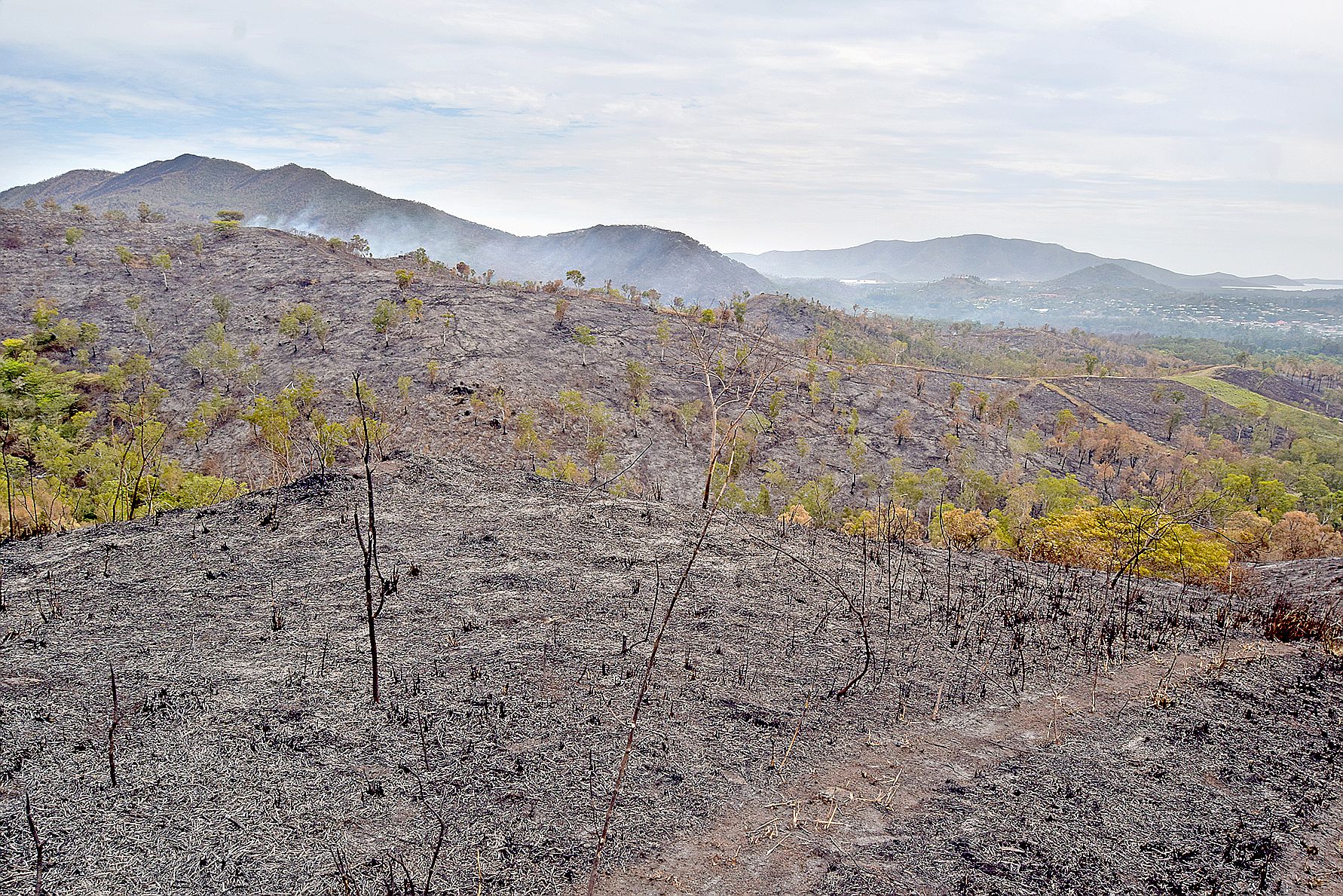 Plus de 1000 hectares, essentiellement de la savane à niaoulis, ont déjà brûlé entre Val-Suzon et le mont Mou.