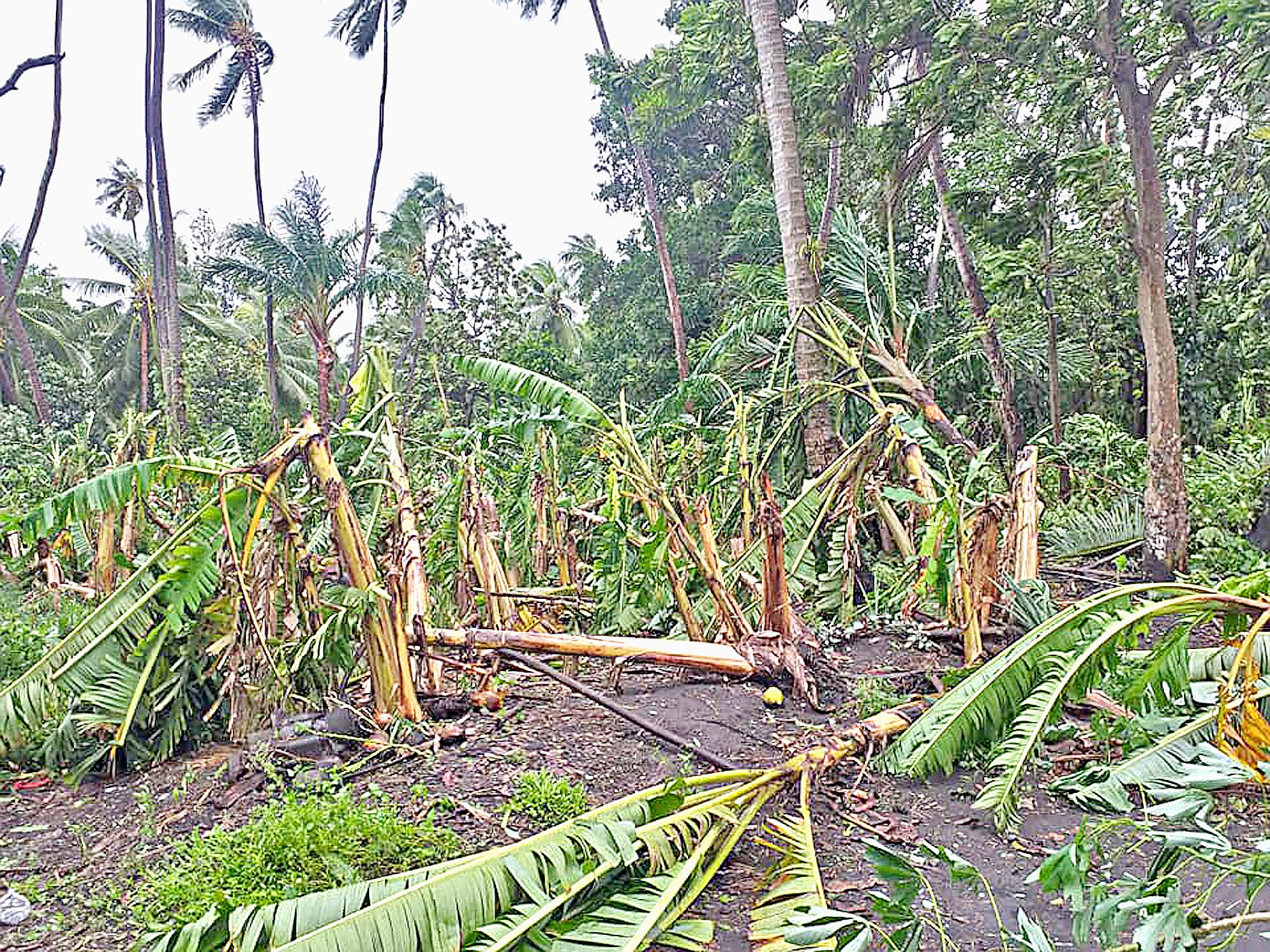 Sur l’île d’Ambrym, les rafales de vent et les pluies ont ravagé les cultures. Photo Bong Massing 