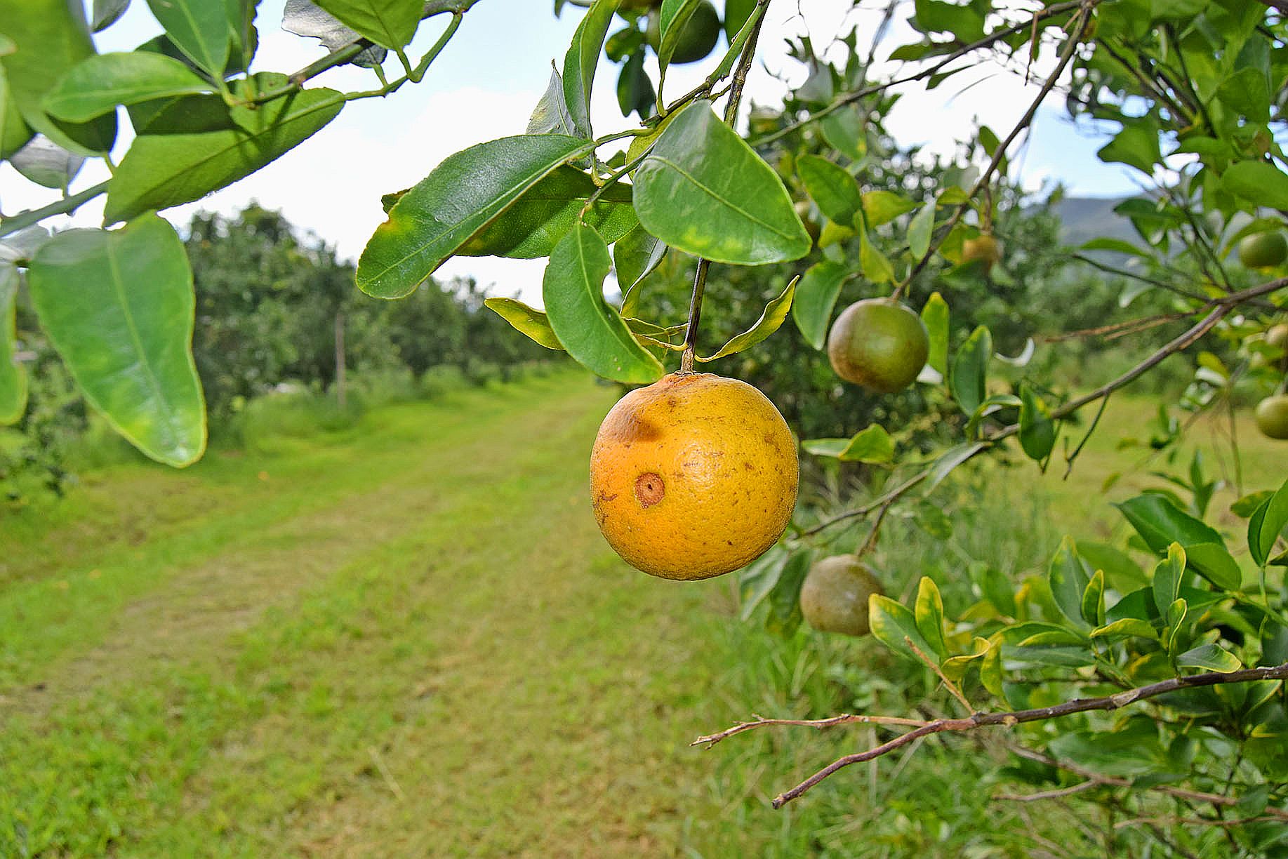 Lorsqu’elle a été piquée, l’orange est encore bonne. Mais si ce papillon ou un autre insecte est porteur de germes, le fruit pourrit très rapidement.