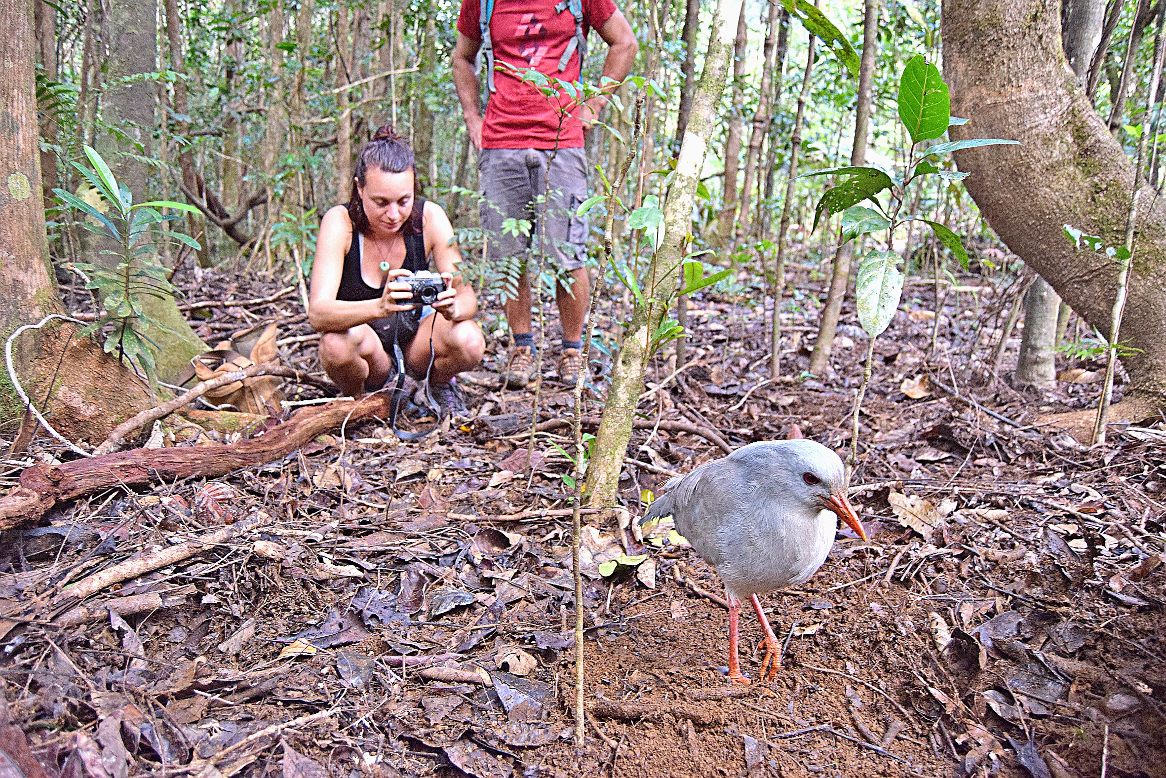 Si certains cagous du parc ont pris l’habitude de côtoyer l’être humain et se laissent approcher facilement, il n’en est pas de même avec ses prédateurs, dont le chat haret. 