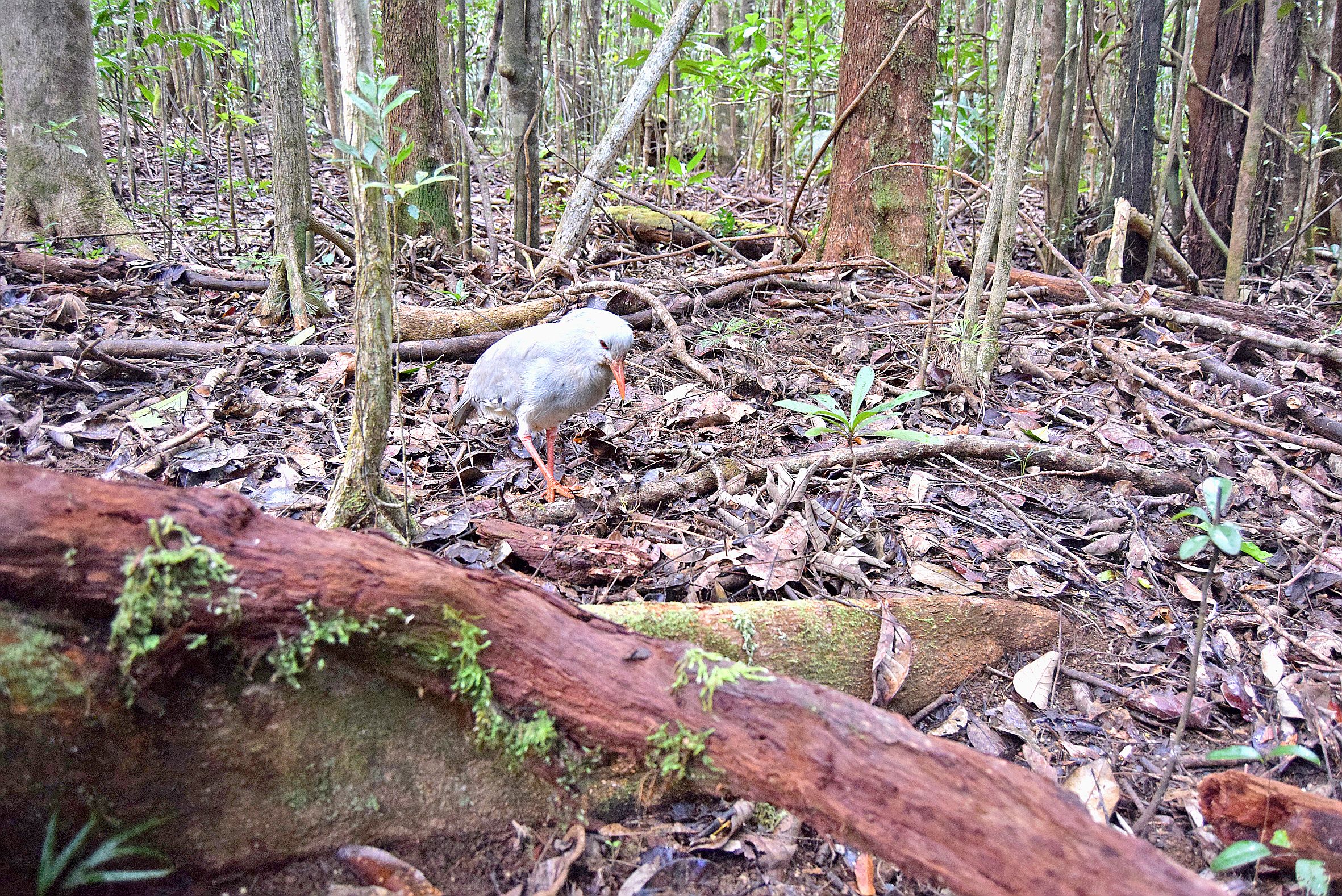Le cagou est carnivore et se nourrit dans le sol des forêts denses. 