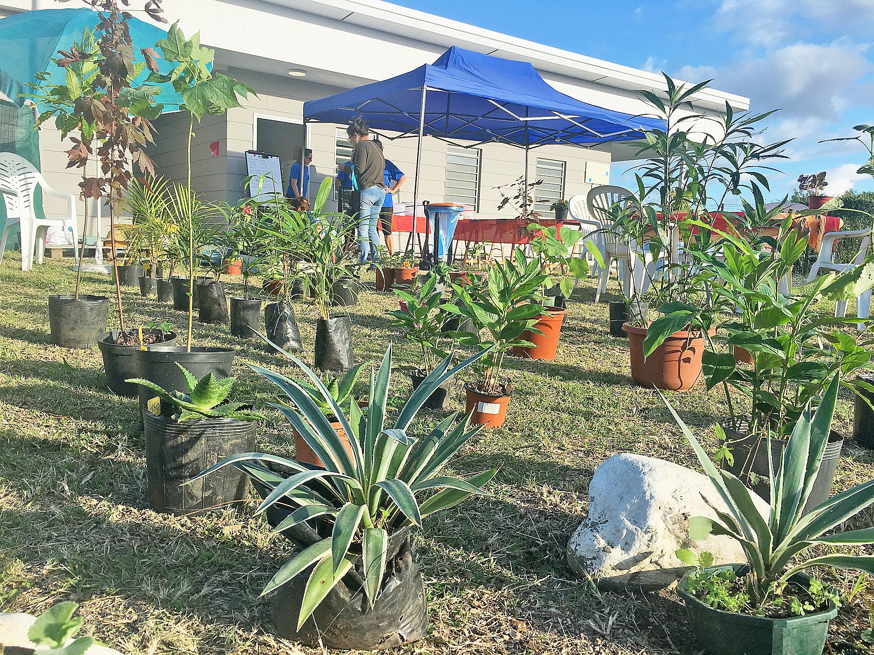 Certains visiteurs viennent spécialement pour les plantes vertes,  qui sont proposées à un prix très abordable. Photo S.C.