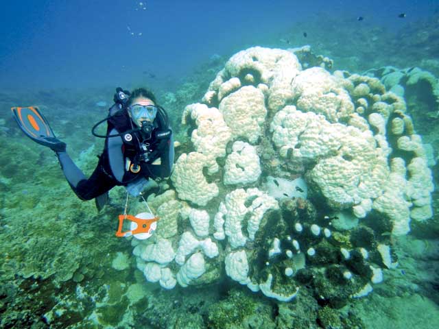 Les quatre stations posées à Nouméa indiquent que 90 % du corail a blanchi. A ce jour, près de 160 espèces de coraux sont touchées, selon les premières estimations.