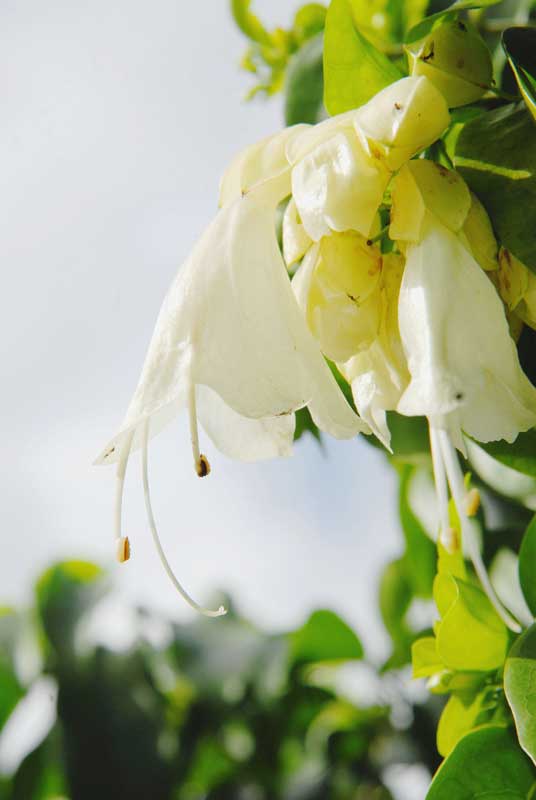 Dans les jardins de l'Institut agronomique calédonien, Gildas Gâteblé bichonne la liane royale et travaille à la création d'hybrides de différentes couleurs et odeurs, par la pollinisation manuelle.