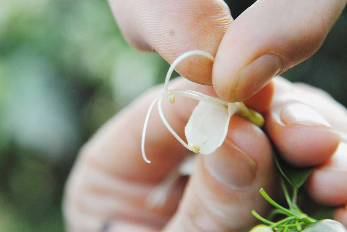 Dans les jardins de l'Institut agronomique calédonien, Gildas Gâteblé bichonne la liane royale et travaille à la création d'hybrides de différentes couleurs et odeurs, par la pollinisation manuelle.