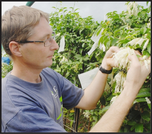 Dans les jardins de l'Institut agronomique calédonien, Gildas Gâteblé bichonne la liane royale et travaille à la création d'hybrides de différentes couleurs et odeurs, par la pollinisation manuelle.