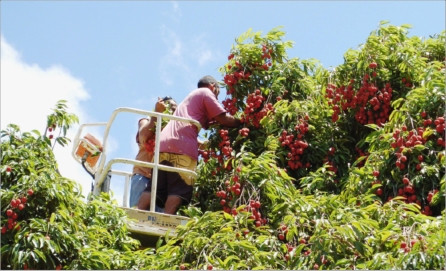 Il fait froid ? Tant pis pour les tenues légères, mais tant mieux pour les letchis. L'abondante floraison promet une belle récolte.