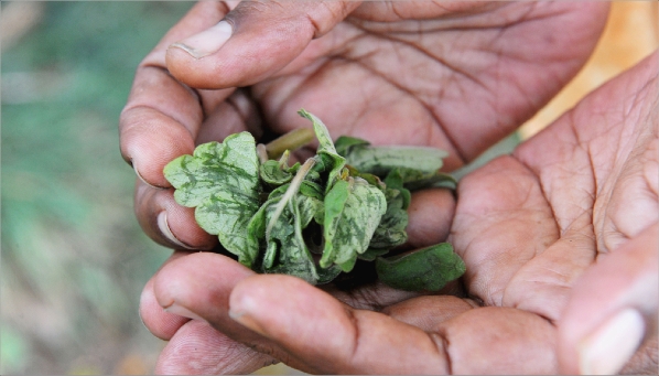 Il semble y avoir plus de complémentarité entre les médecines traditionnelles et occidentale que de risques d'interaction, selon les médecins.