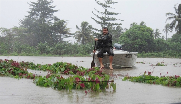 À Ouégoa, un important champ d'ignames a été noyé par les flots. Pour les agriculteurs, c'est désormais la course aux déclarations de sinistre agricole.