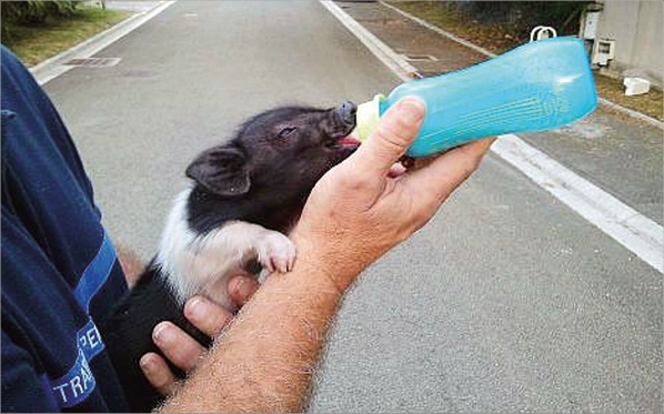 Pour les Bogey, les cochons étaient des animaux de compagnie, choyés et élevés au biberon.