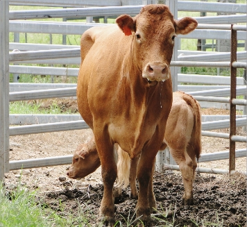 Selon les éleveurs, la viande calédonienne est l'une des meilleures, malgré certaines idées reçues.