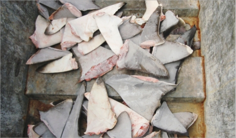 Les requins sont surpêchés, notamment par les flottes asiatiques, pour la découpe d\'aileron surtout.