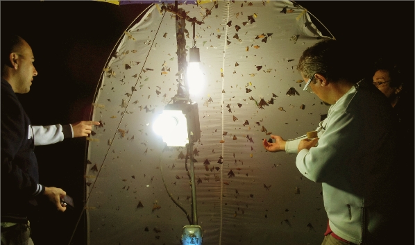 40 % des 500 espèces de papillons nocturnes du Caillou sont endémiques. Le sphinx Compsulyx cochereaui (médaillon) en est l'une des plus belles.