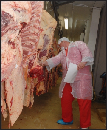 Vingt-cinq carcasses de bœuf haute qualité ont été mises aux enchères hier à l'Ocef, dont onze qui viennent d'être primées à la Foire de Bourail, la gagnante ayant même droit à son écharpe tricolore.