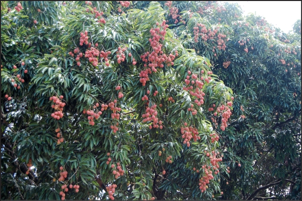 En matière de production de letchis, les années se suivent et ne se ressemblent pas. Cette année, les fruits abondent comme l'a annoncé le président de l'APLH, Florent Eurisouké.