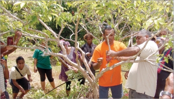 Entretien avec LoloLolo, le technicien agricole  d'Arbofruit, a fait une démonstration d'entretien d'un pied de letchi et de marcottage.