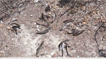 Les puffins souffrent aussi d\'actes involontaires : piétinement des terriers, peu visibles, et chiens, errants ou domestiques, qui peuvent en tuer des dizaines en quelques heures.